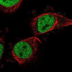 PTRHD1 Antibody, Novus Biologicals 0.1mL; Unlabeled:Antibodies, Polyclonal